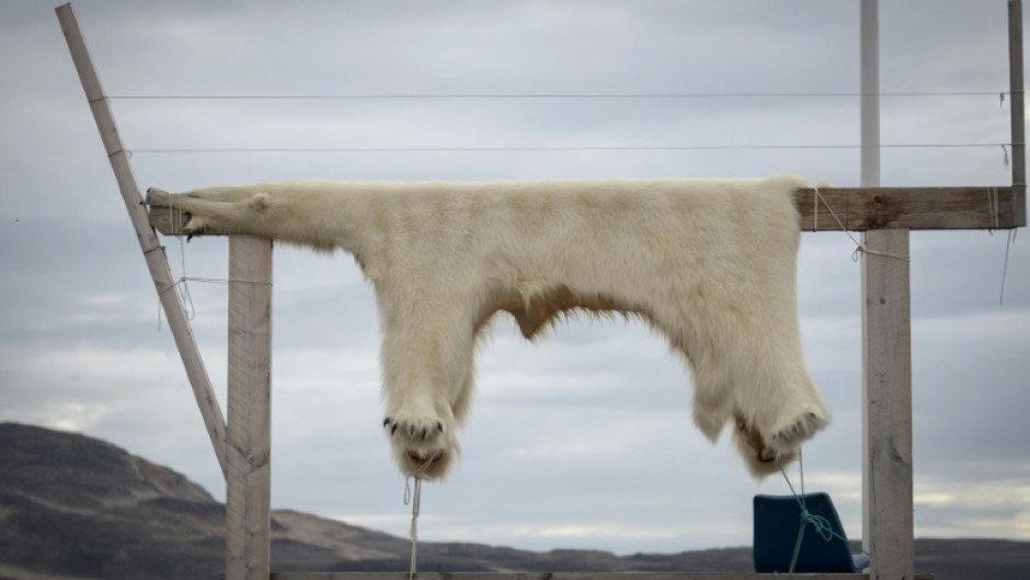 A scientist said eastern Greenland was a hotspot of contamination because polar bears and ringed seals could be eaten there