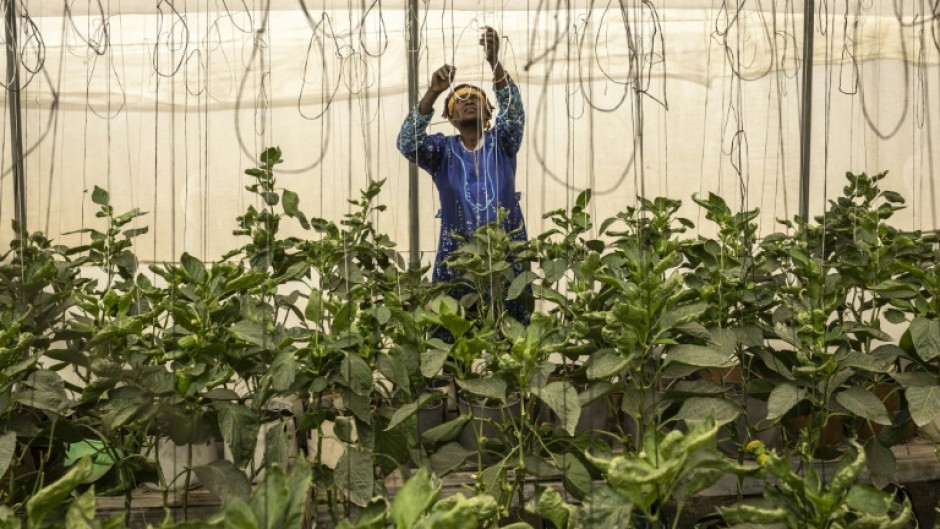 Many growers are battling land degradation and poor access -- while few people in rural areas have internet