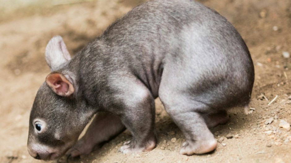 Australia's Wombat Protection Society accused an influencer of mishandling a baby marsupial for social media likes