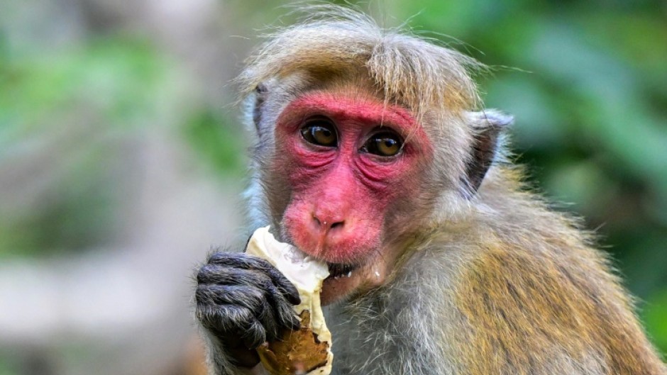 Official estimates suggest that about a third of all crops in Sri Lanka are eaten or destroyed by wild animals