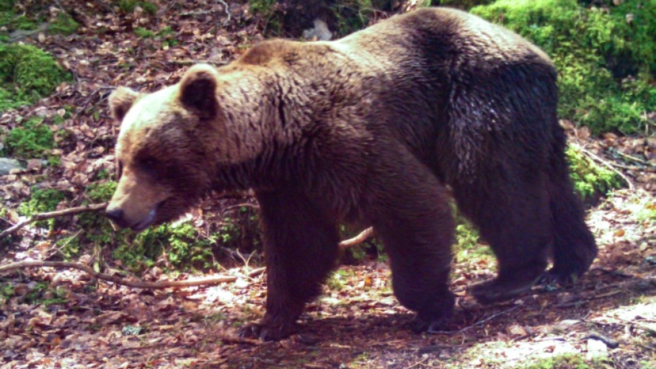A 81-year-old French hunter went on trial accused of killing an endangered female bear that had attacked him in the Pyrenees