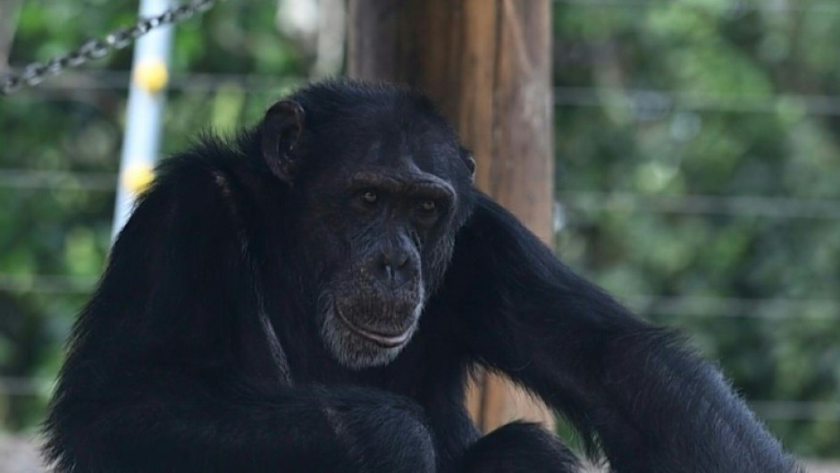Colombia transfers its last captive great ape to a sanctuary in Brazil
