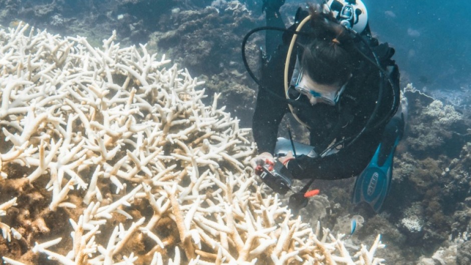 A months-long marine heatwave had "cooked" the sprawling Ningaloo Reef, according to scientists