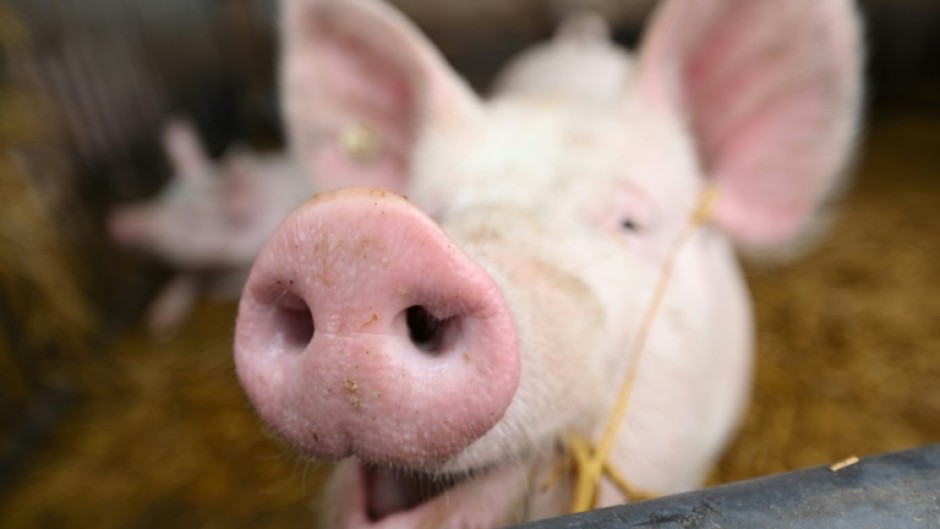 After decades of experimentation, pigs have emerged as the best organ donors for humans