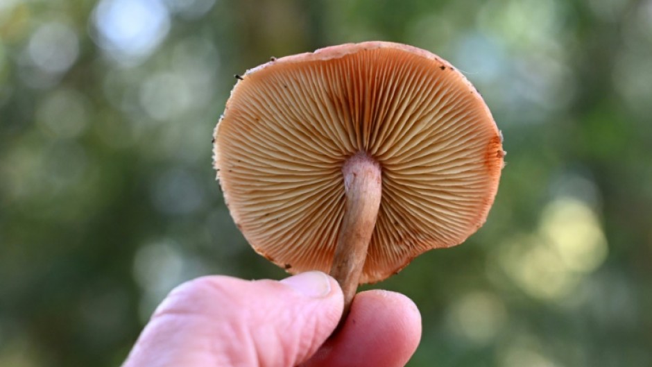 Fungi, the lifeblood of most plants, underpin ecological diversity on Earth