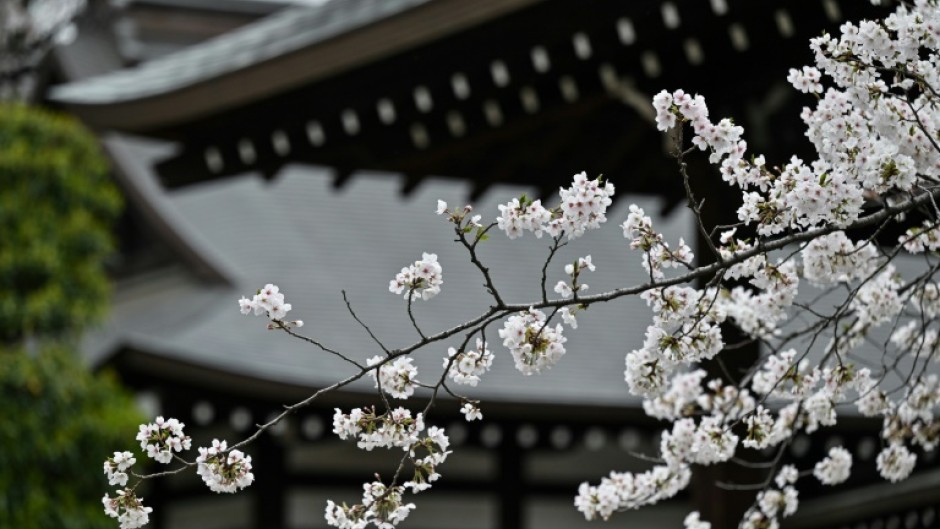 Blooming cherry blossoms are pictured at Yasukuni Shrine as the blossom viewing season begins in full in central Tokyo