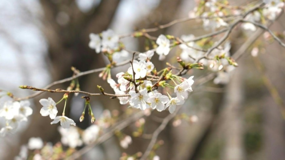 'The first sakura': Cherry blossom season brightens Tokyo