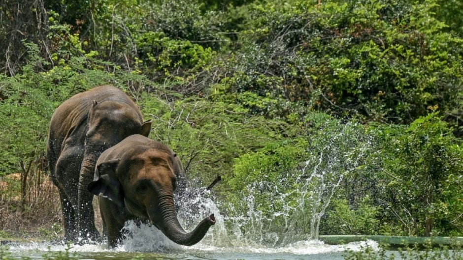 Conflict between humans and wild elephants has grown -- 629 people were killed by elephants across India in 2023-2024, according to parliamentary figures