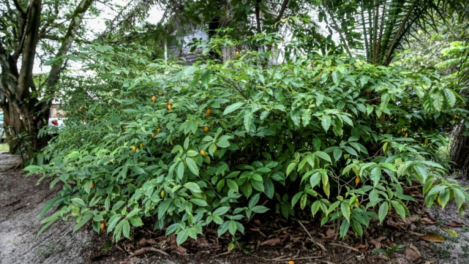 The iboga tree, the source of a psychoactive extract used in Gabonese spiritual practices and in new types of addiction treatment