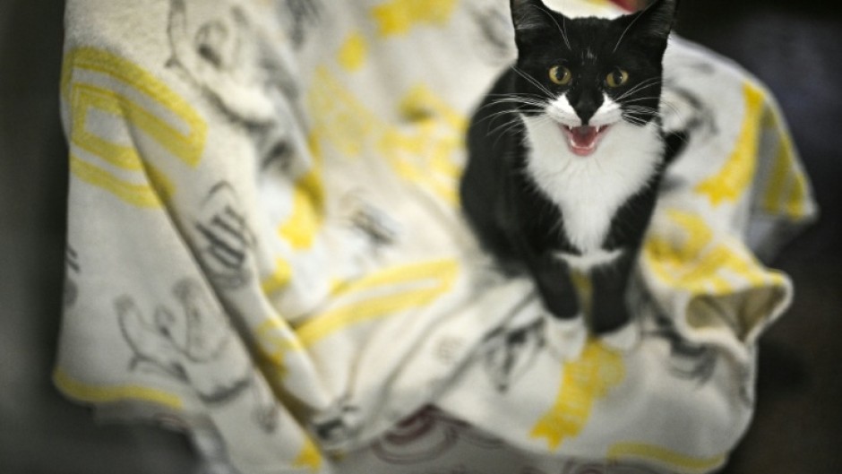 Staff at the shelter say they are run off their feet, having already taken in more than 130 animals this year