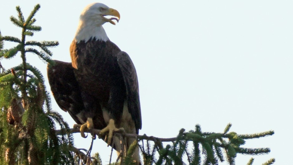 The survival of America's symbol, the bald eagle, has been credited to the Endangered Species Act