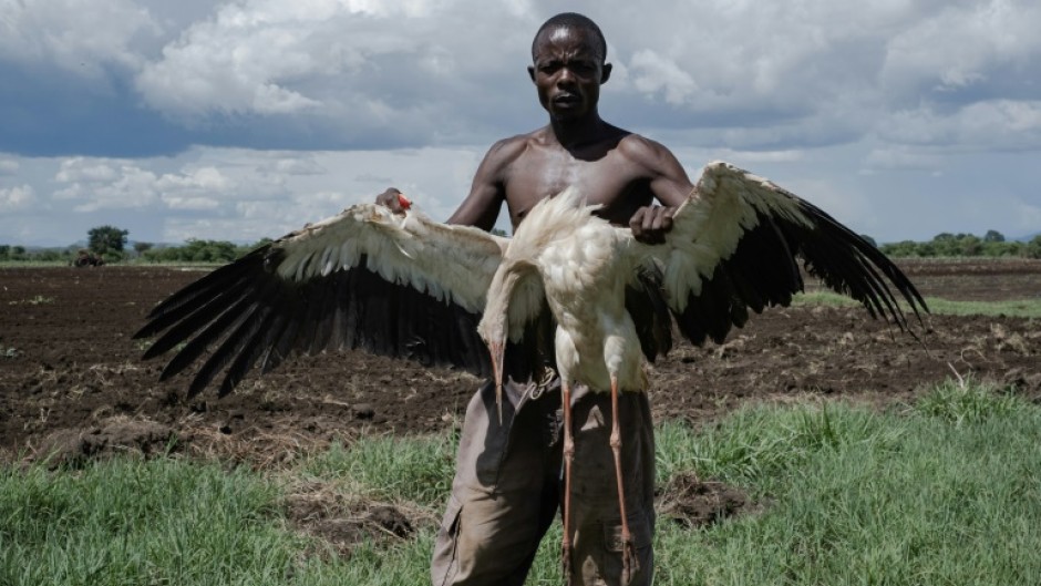 Locals use poisoned rats to lure the birds then pounce when they are incapacitated