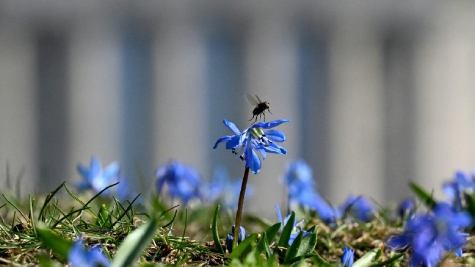 Scientists fear the numbers of insects in the UK are falling, after drivers record fewer bug splats on their vehicles