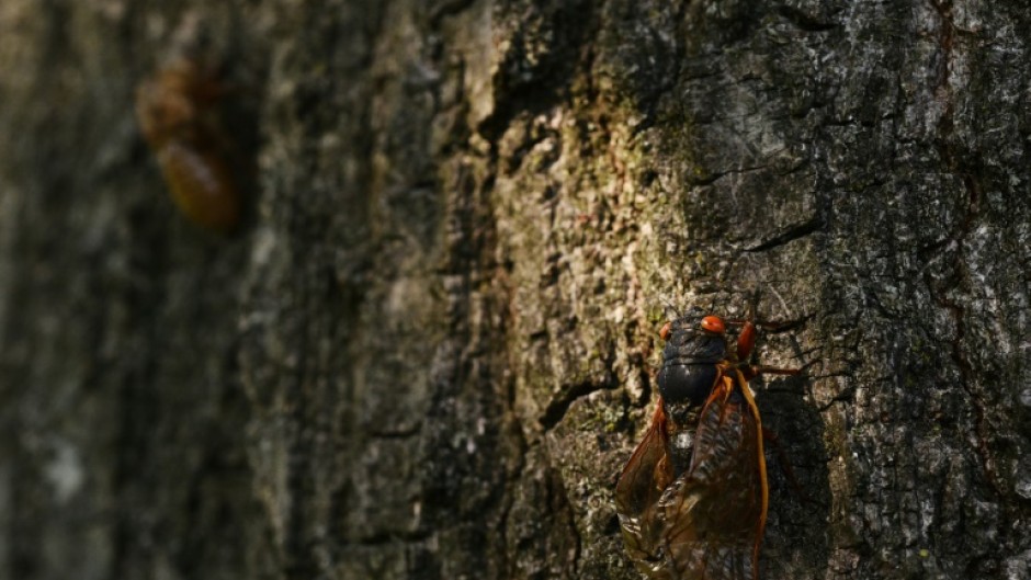 A periodical Brood X cicada climbs up an oak tree in Washington, DC on May 20, 2021
