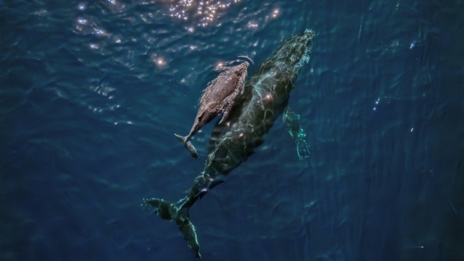 Global leaders and environmentalists are pushing back against US President Donald's Trump's order to fast-track deep-sea mining to protect the marine habitat and its residents, like this mother humpback whale and calf seen off the coast of Brazil