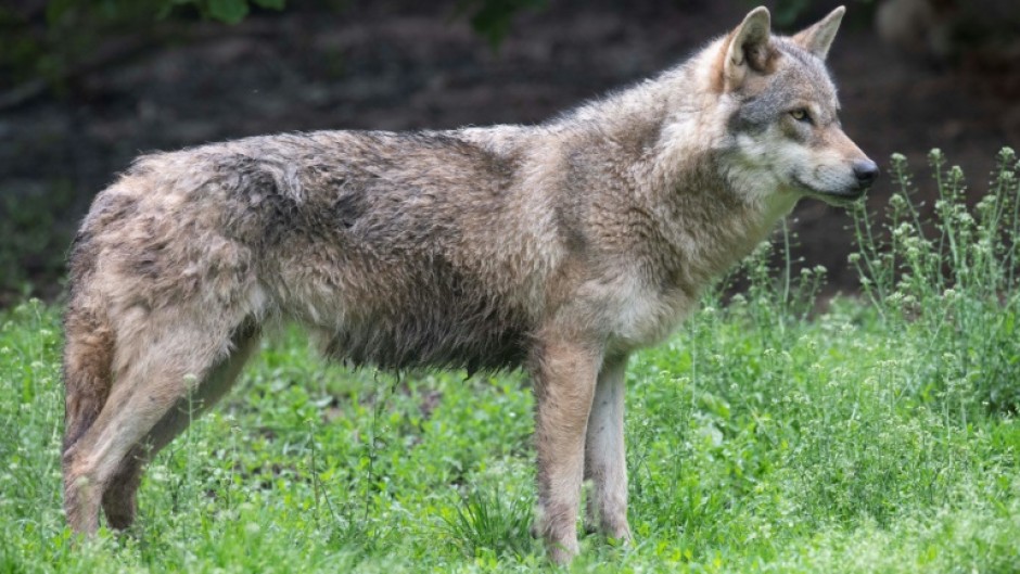 Members of the Bern Convention agreed in December 2024 to lower the wolf's status from 'strictly protected' to 'protected'