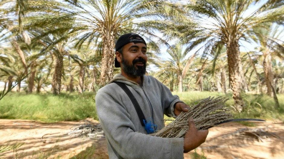 A farmer prepares to pollinate palm trees