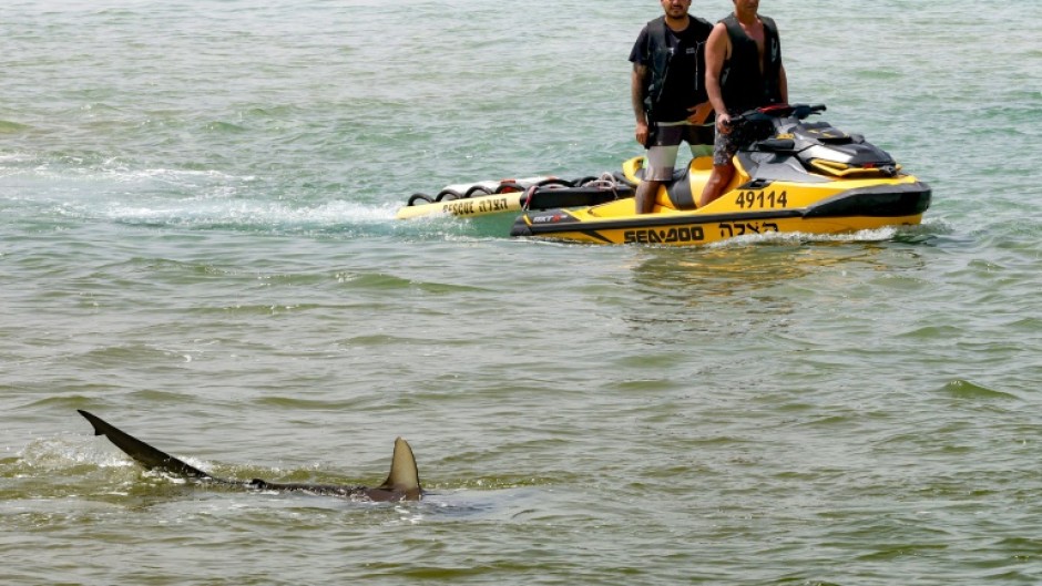 Sharks getting closer to the shoreline in Hadera, central Israel