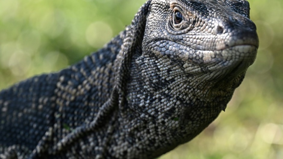 A monitor lizard, which researchers said might look a little like the ancient reptile ancestor that made the footprints