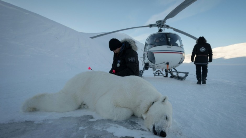 Vet Rolf Arne Olberg checks if a polar bear is properly sedated