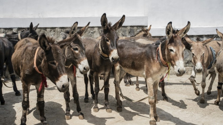 Ethiopia is thought to have the most donkeys in the world