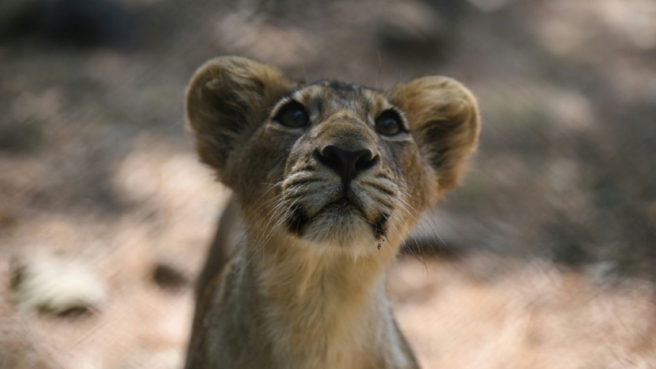 Asiatic lions are slightly smaller than their African cousins, and have a fold of skin along their bellies