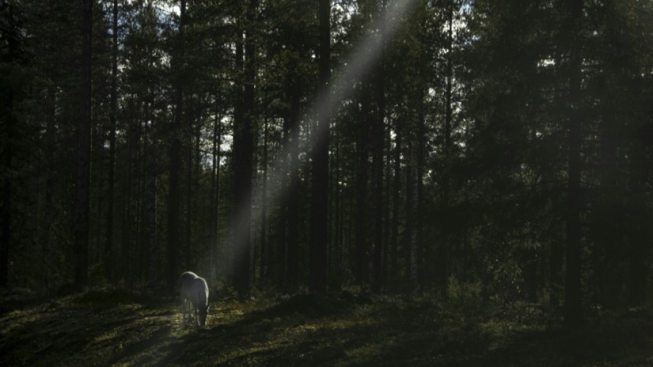 Increased military activity in the Arctic has become a headache for Finland's reindeer herders