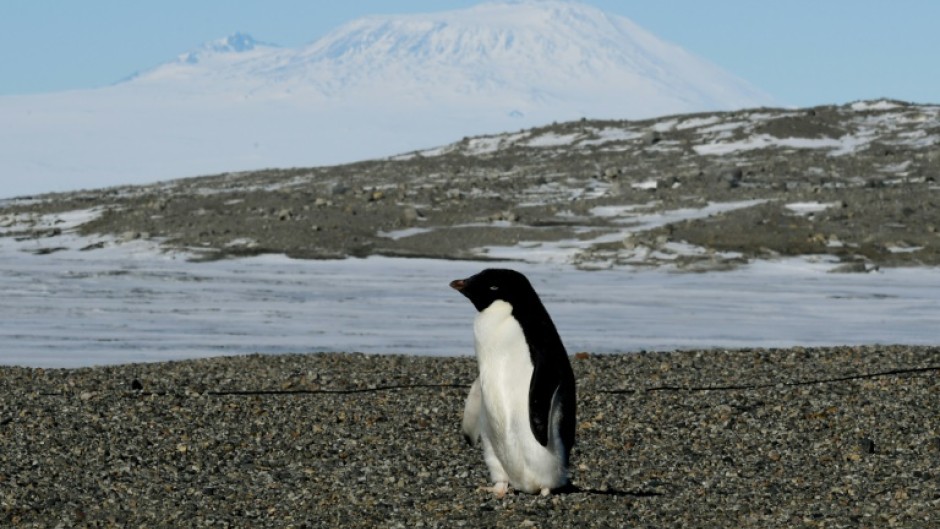Adelie penguins, along with other seabirds such as Imperial Shags, expel large amounts of ammonia through their droppings