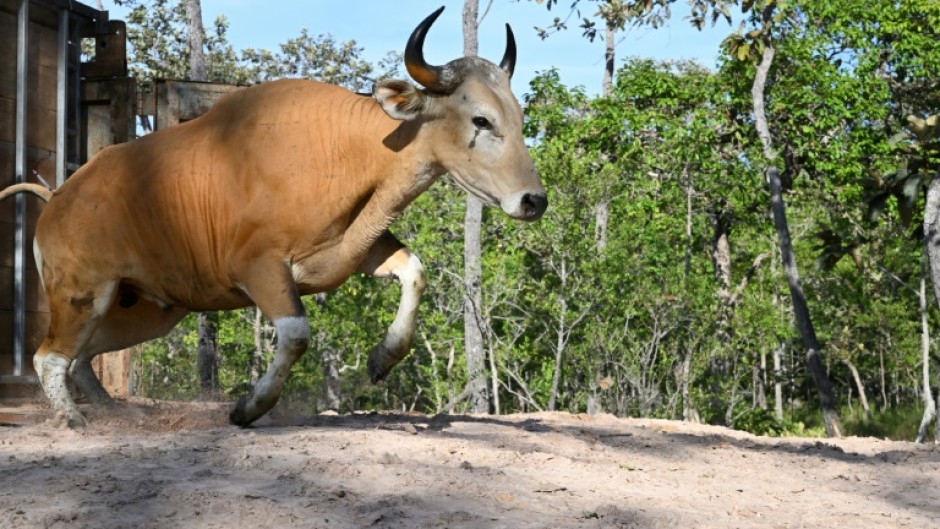 This handout photo taken on May 14, 2025 and released on May 23 by conservation group Rising Phoenix shows an adult banteng, a type of wild cattle native to Southeast Asia, in Siem Pang in northeastern Cambodia, during a herding operation to relocate members of the endangered species