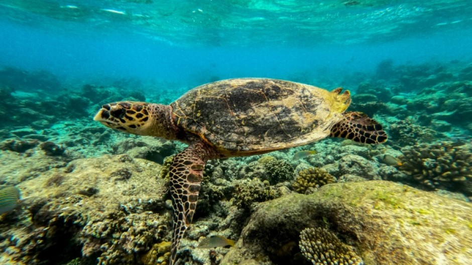 A sea turtle swims over dead coral on a reef in Baa Atoll in Maldives