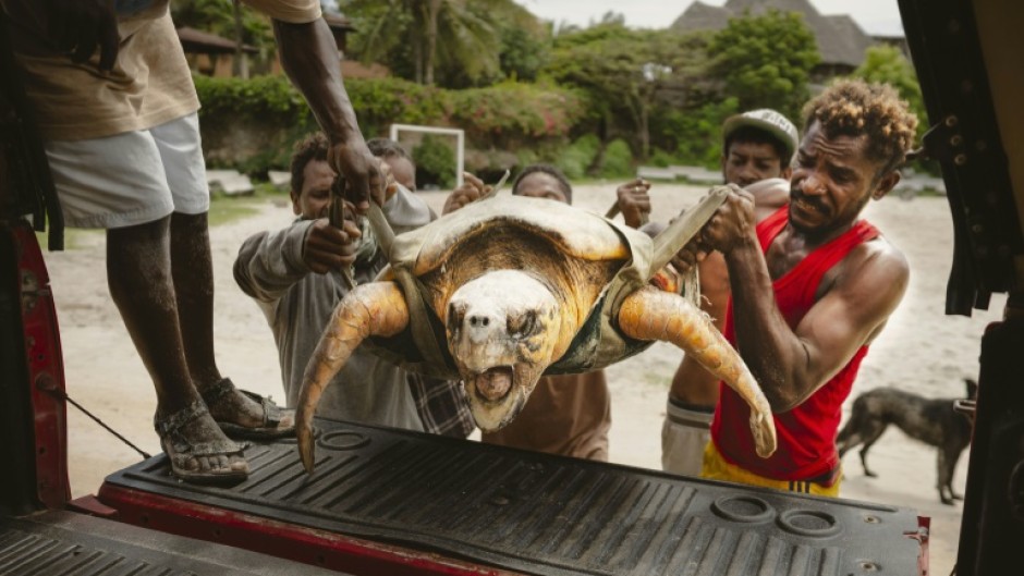 Local Ocean Conservation helpers and fishermen carry a Loggerhead sea turtle saved from a net