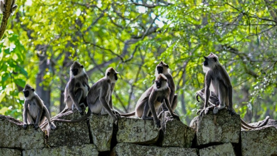 Officials in Sri Lanka said they were withholding the results of a survey of crop-destroying wildlife because monkey business appeared to have distorted some of the data