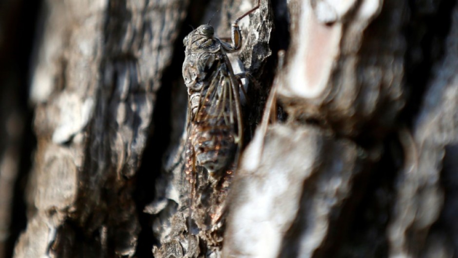 A cicada resting on a tree in Saint-Paul-de-Vence, southeastern France