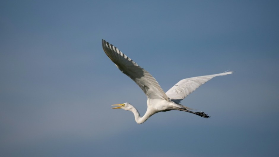 Australian researchers used GPS to follow eight plumed egrets and 10 great egrets over a period of months, after the birds left the Macquarie Marshes in New South Wales