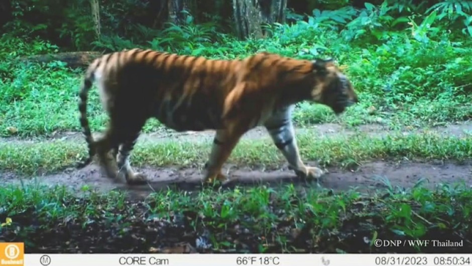 Thailand credits prey releases for 'extraordinary' tiger recovery