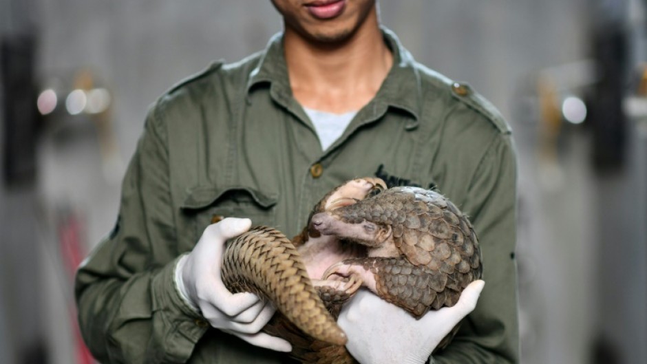 This photograph taken on September 14, 2020 shows head keeper Tran Van Truong holding a pangolin inside its enclosure at Save Vietnam's Wildlife, a group that runs a pangolin conservation program inside the Cuc Phuong National Park
