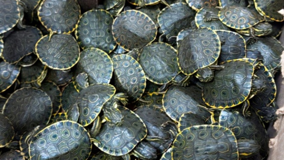 Mexican authorities said they had rescued over 3,400 freshwater Meso-American slider baby turtles