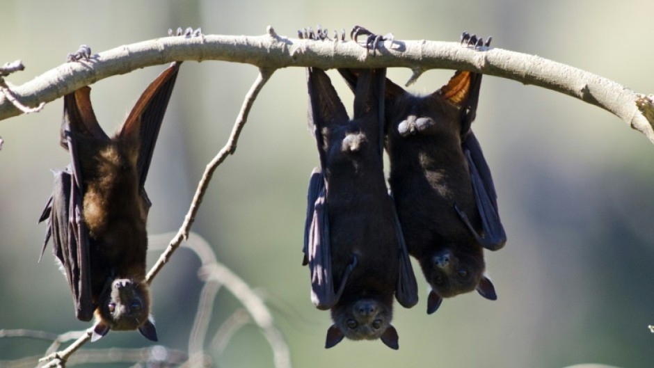 Fruit bats are known to carry Australian bat lyssavirus, but it is not known what species delivered the fatal bite