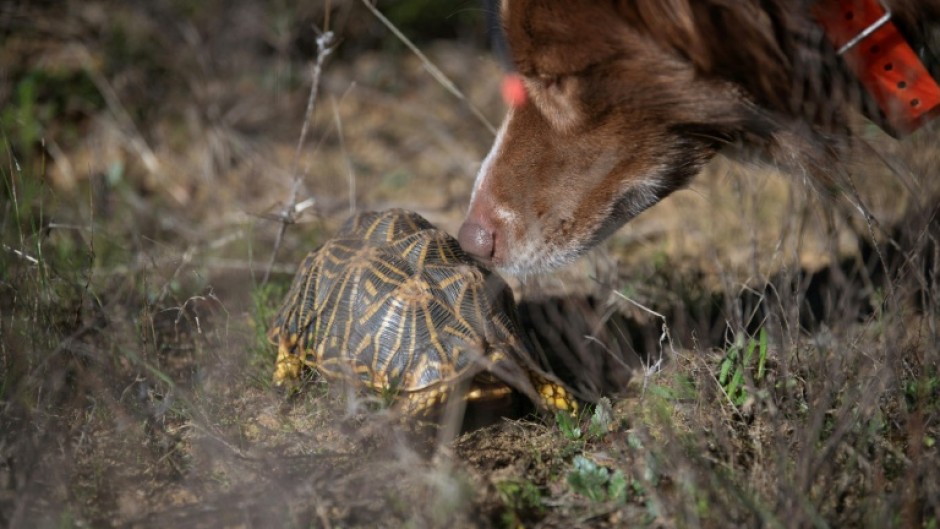 The Endangered Wildlife Trust is using canines to sniff out the endangered tortoise species
