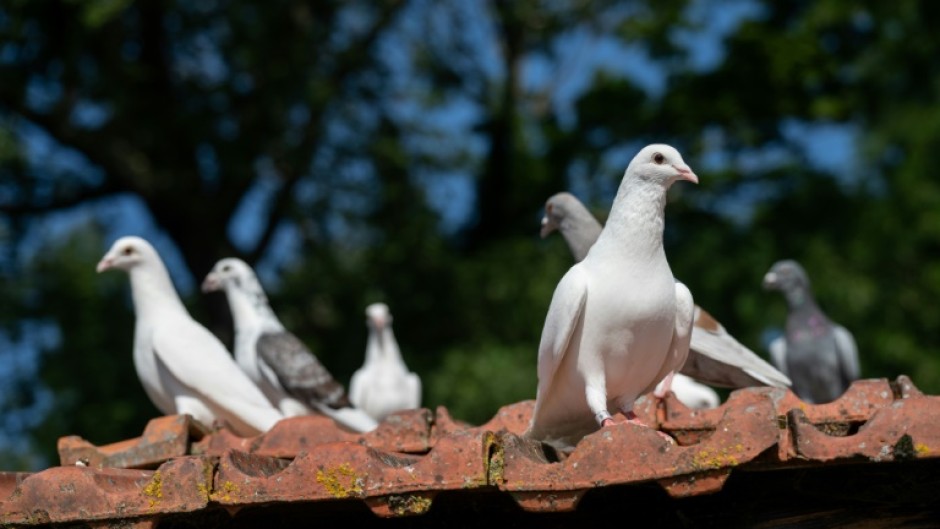 Carrier pigeons served during the First and Second World Wars
