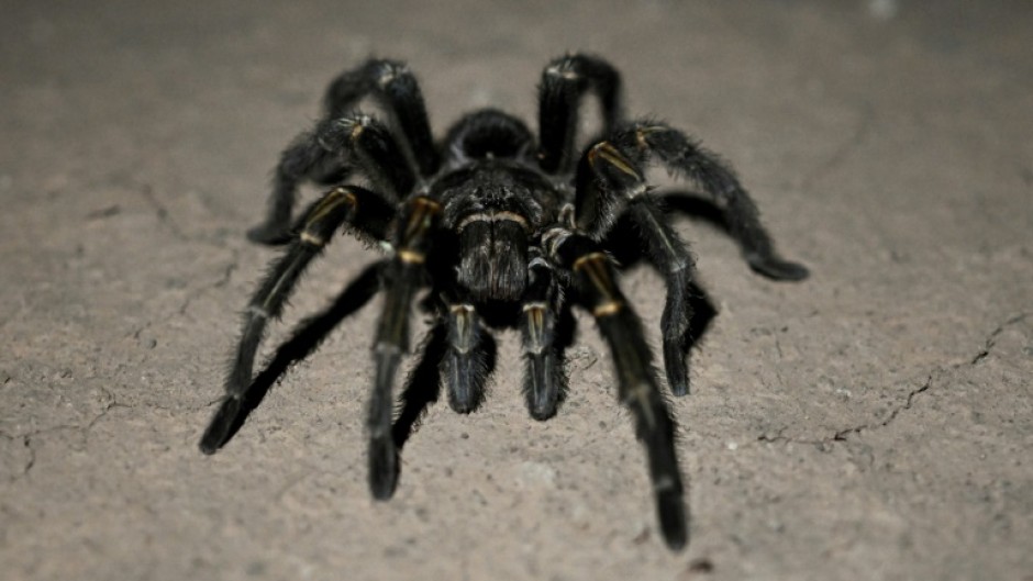 The tarantulas had been packed into plastic tubes and many did not survive the flight from Vietnam