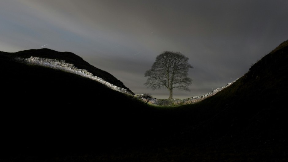 The tree at Sycamore Gap had stood for nearly 200 years in northern England