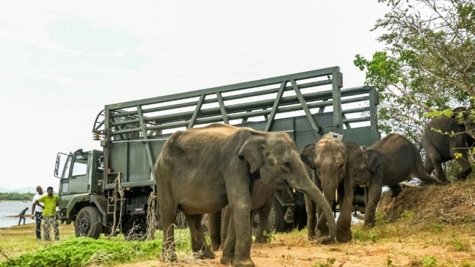 Sri Lankan authorities returned six orphaned or injured elephants back into the wild after nursing them back to health