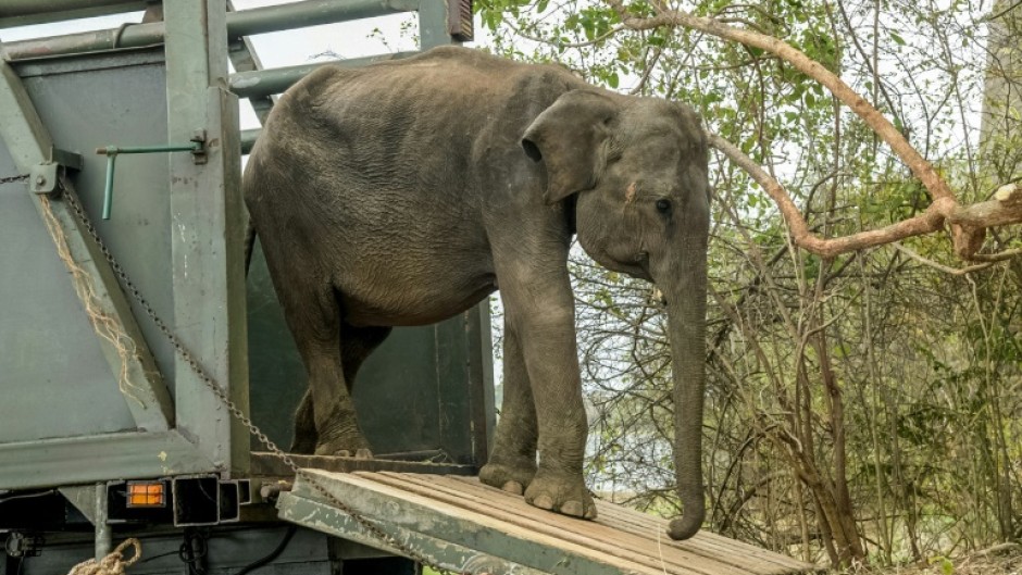Conservation efforts in Sri Lanka have become increasingly urgent because of growing conflict between wild elephants and farmers