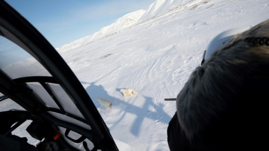 For the last four decades experts from the Norwegian Polar Institute (NPI) have been keeping tabs on the health and movement of polar bears