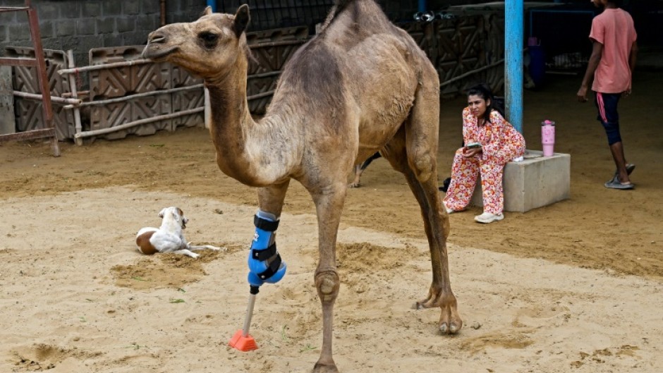 Veterinarian Babar Hussain said it was the first time a large animal in Pakistan had received a prosthetic leg