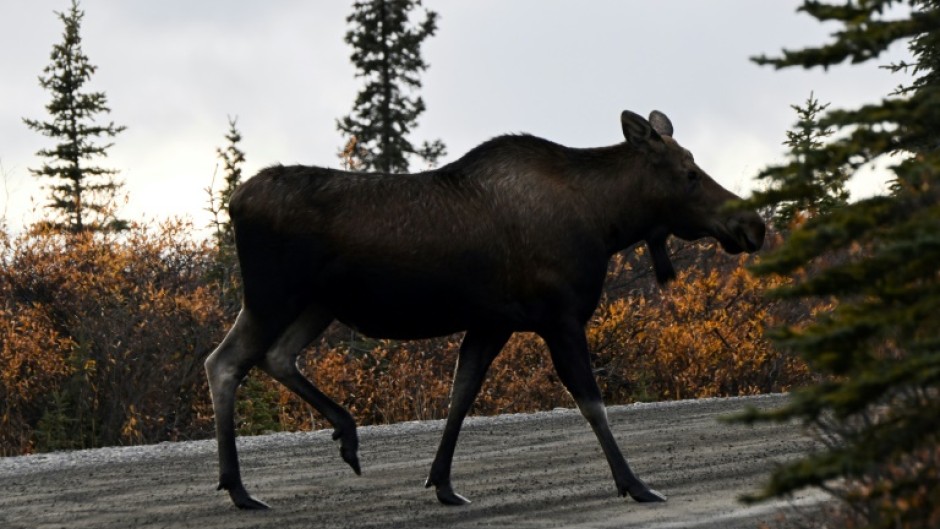 Moose roam free throughout much of the vast state of Alaska