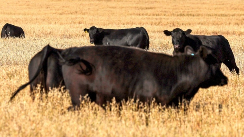 Cattle graze in a paddock near the Australian farming town of Gunnedah. The United States is a major export market for Australian beef.
