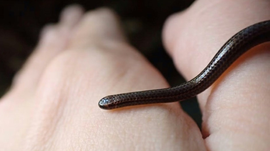 The Barbados threadsnake (Tetracheilostoma carlae) was found hiding under a rock in central Barbados