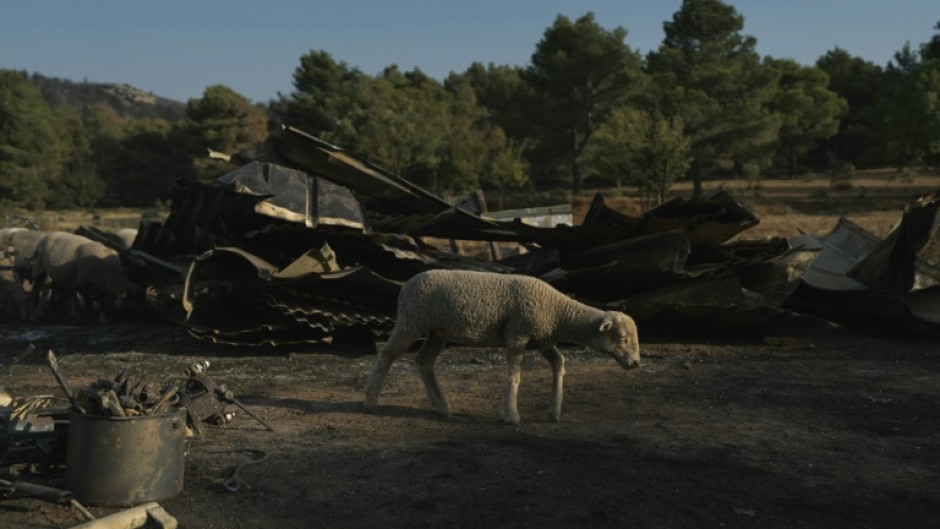 The blaze tore through 16,000 hectares of vegetation